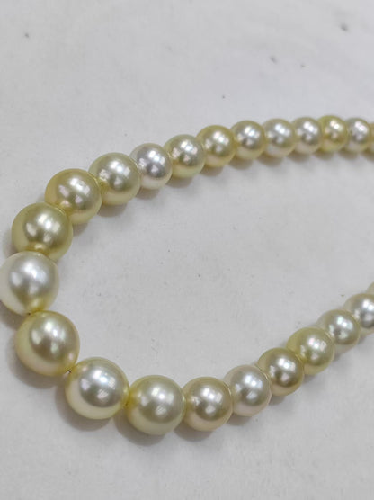 Light Gold South Sea Pearl Loose Strand | 9–12mm AAAA Grade | 37 Pearls per Strand