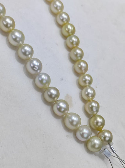 Light Gold South Sea Pearl Loose Strand | 9–12mm AAAA Grade | 37 Pearls per Strand