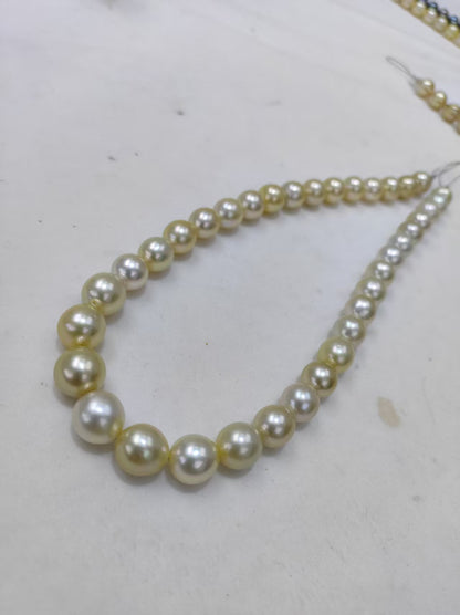 Light Gold South Sea Pearl Loose Strand | 9–12mm AAAA Grade | 37 Pearls per Strand